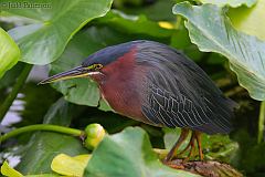 Green Heron