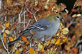 Pine Grosbeak