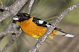 Black-headed Grosbeakborder=