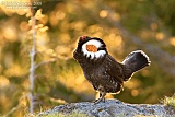 Sooty Grouse