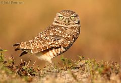 Burrowing Owl