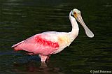 Roseate Spoonbillborder=