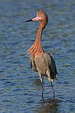 Reddish Egretborder=