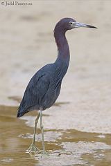 Little Blue Heron