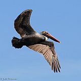 Brown Pelican