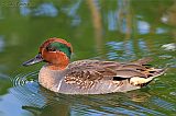 Green-winged Teal