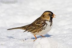 Harris's Sparrow