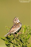 Henslow's Sparrow