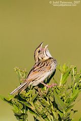 Henslow's Sparrow