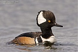 Hooded Merganserborder=