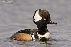 Hooded Merganser