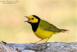 Hooded Warbler