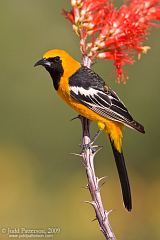 Hooded Oriole