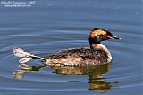 Horned Grebe