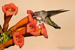 Ruby-throated Hummingbird