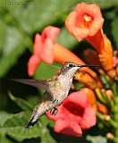 Ruby-throated Hummingbirdborder=