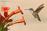 Ruby-throated Hummingbirdborder=