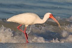 White Ibis