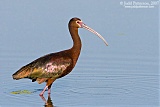 White-faced Ibis