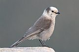 Canada Jay