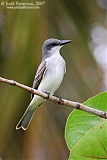 Gray Kingbirdborder=