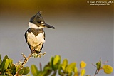 Belted Kingfisher