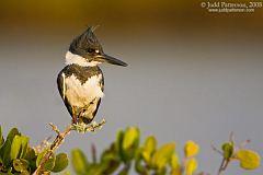 Belted Kingfisher