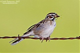 Lark Sparrowborder=