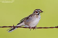 Lark Sparrow