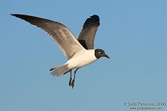 Laughing Gull