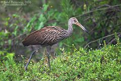 Limpkin