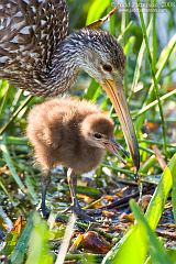 Limpkin