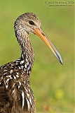 Limpkin