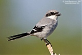 Loggerhead Shrike