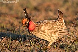 Lesser Prairie-Chickenborder=