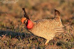 Lesser Prairie-Chicken