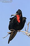 Magnificent Frigatebird