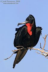 Magnificent Frigatebird