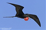 Magnificent Frigatebird