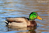 Mallard