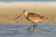 Marbled Godwit