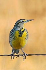 Western Meadowlark