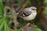 Northern Mockingbirdborder=