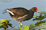 Common Gallinuleborder=