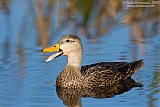 Mottled Duck