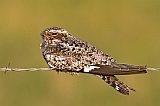 Common Nighthawk