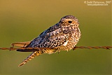 Common Nighthawk