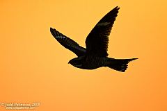 Common Nighthawk