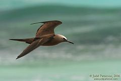 Brown Noddy