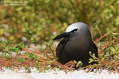 Brown Noddy